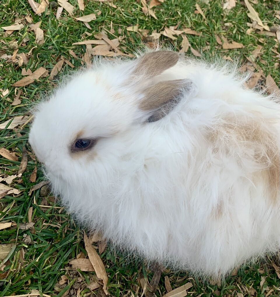 Friendly, Gorgeous Angora Mix Baby Bunnies