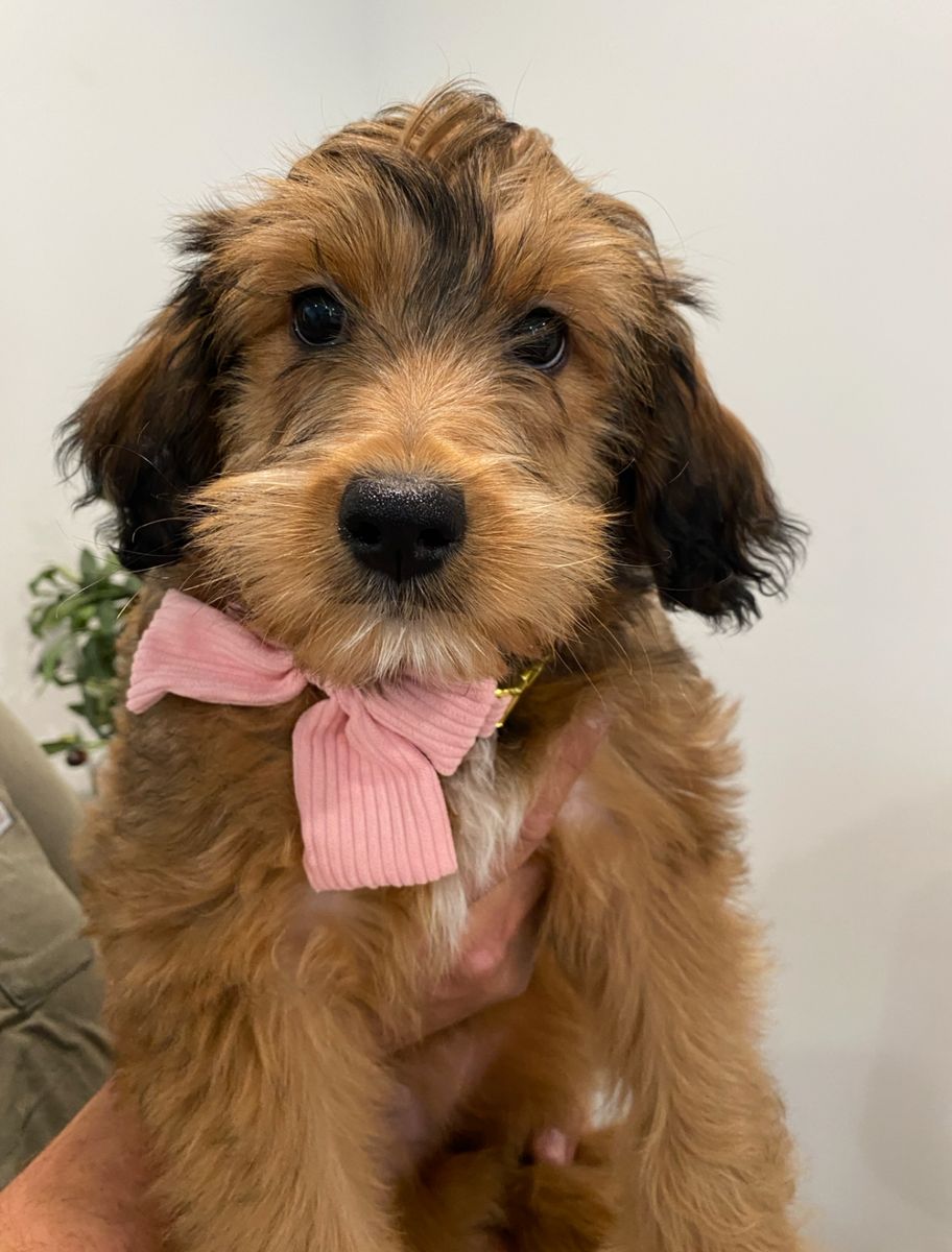Sweet Whoodle Mix Puppy Looking for Her Forever Home 🩷
