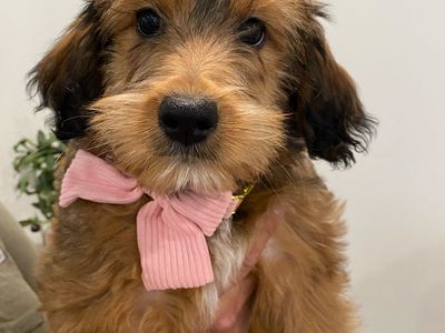 Sweet Whoodle Mix Puppy Looking for Her Forever Home 🩷