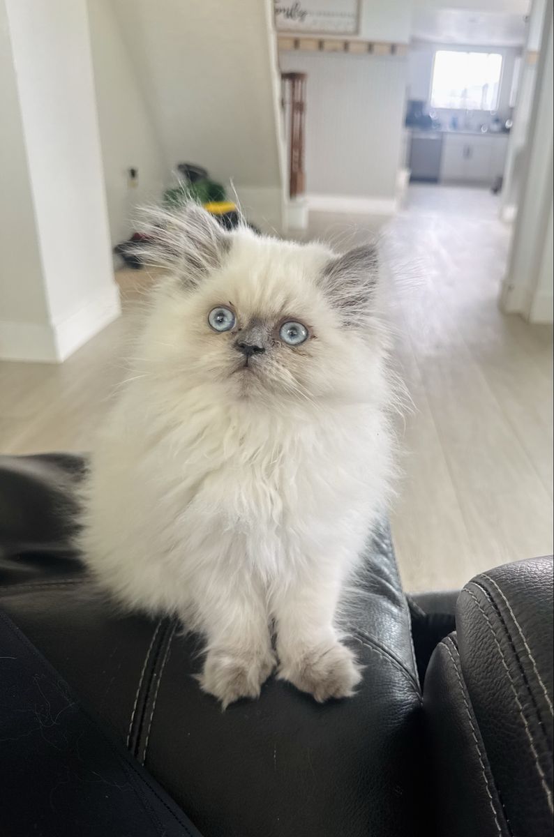 Purebred Persian Kitten
