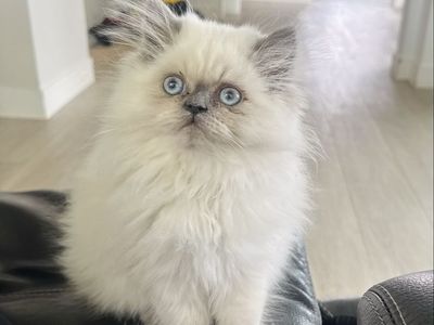 Purebred Persian Kitten
