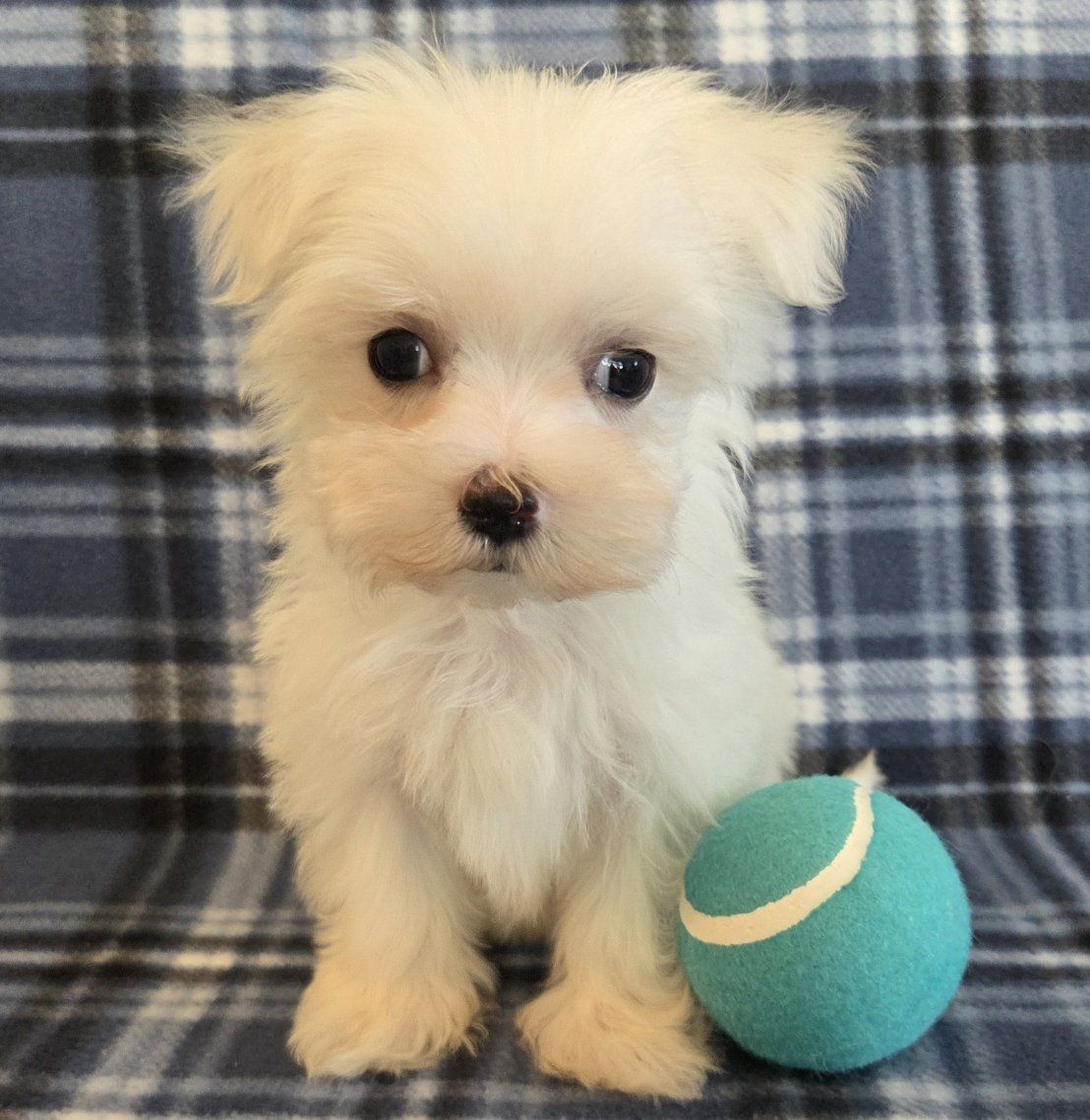 Adorable Purebred Maltese Puppies