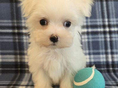 Adorable Purebred Maltese Puppies