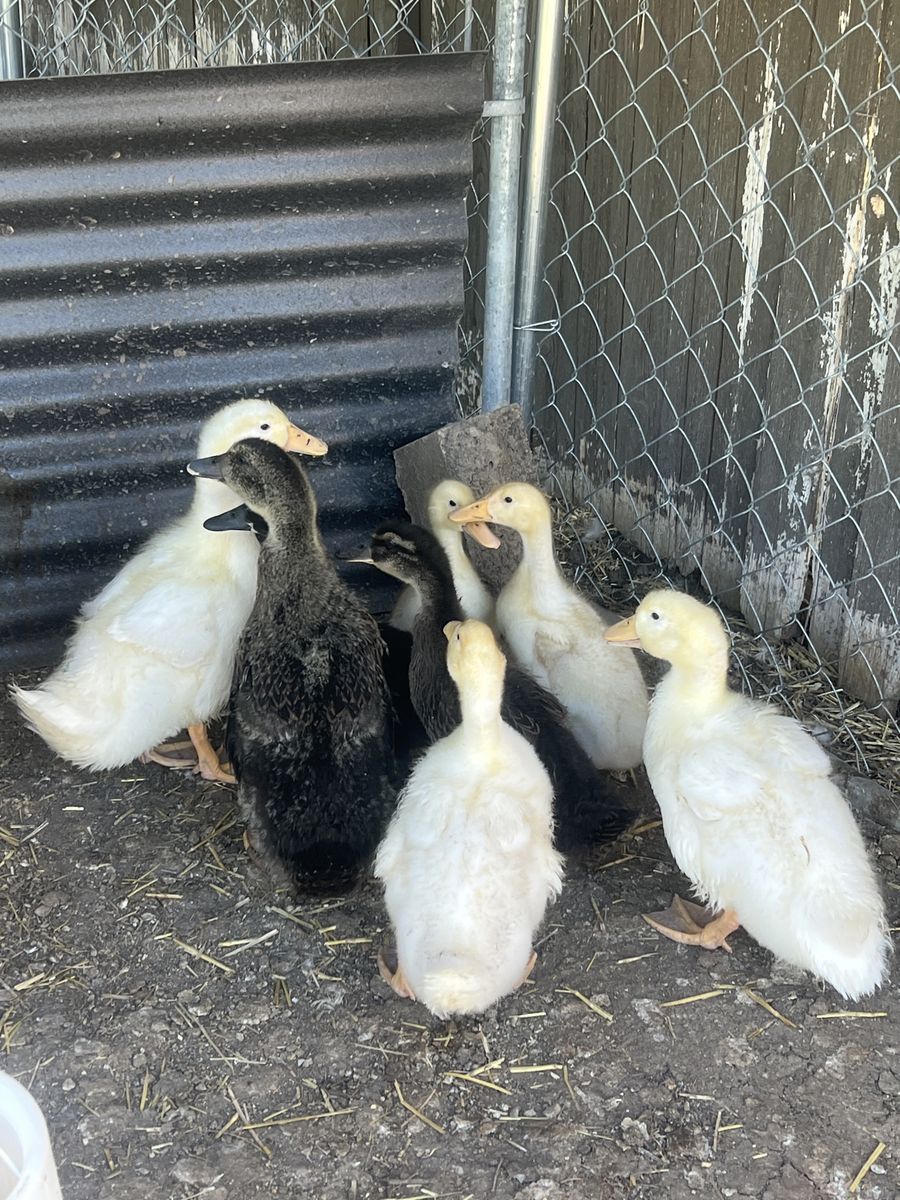 Ducklings