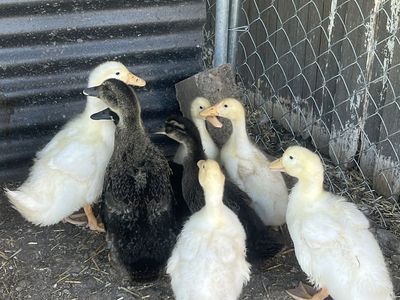 Ducklings