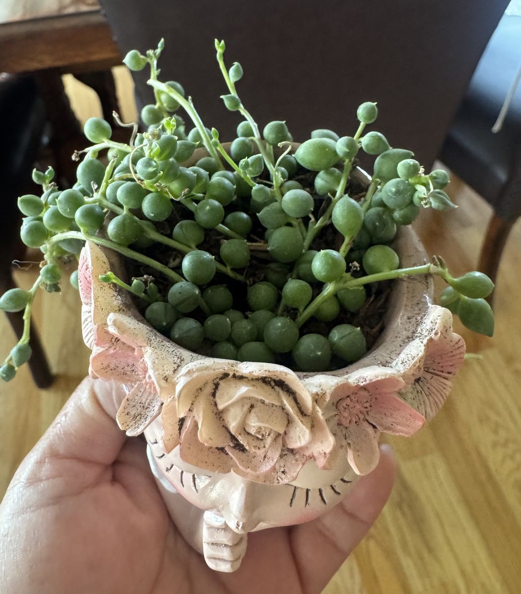 Real succulents in fairly girl planter