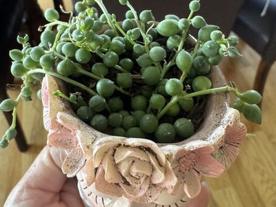 Real succulents in fairly girl planter