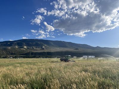 3x3x8 Grass Hay for sale