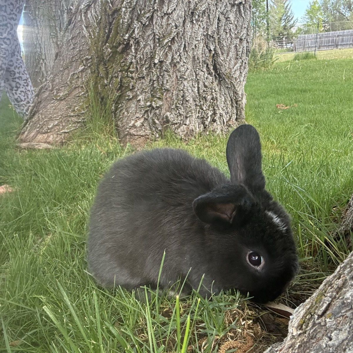 Only 3 left—3/4 Holland Lop 1/4 mini Rex