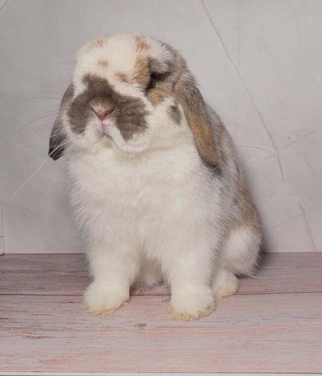 Pedigreed Holland Lop Buck