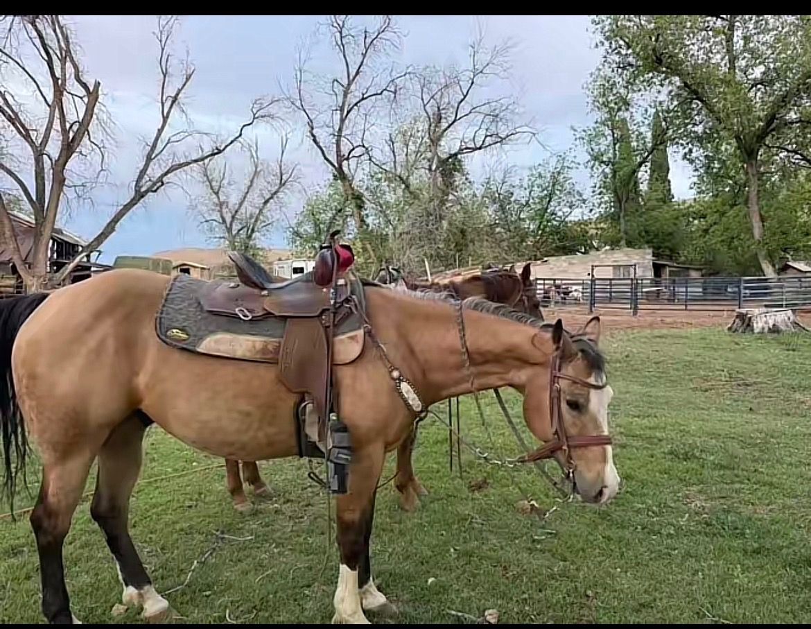 11 yr old barrel/rope horse