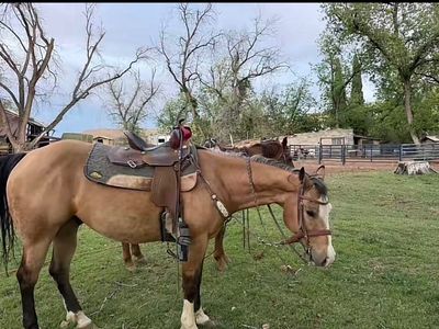 11 yr old barrel/rope horse