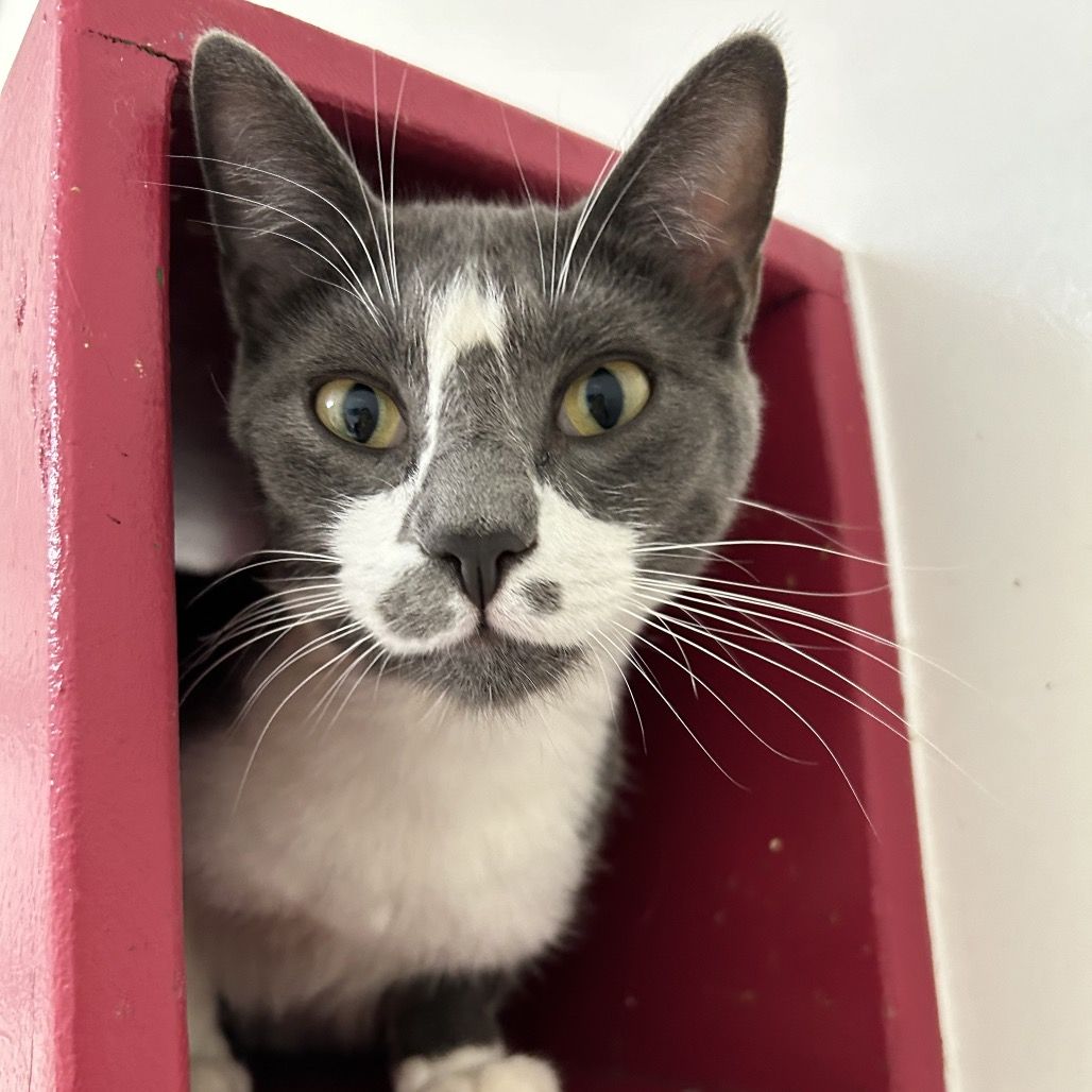 Hello my name is Mooshie