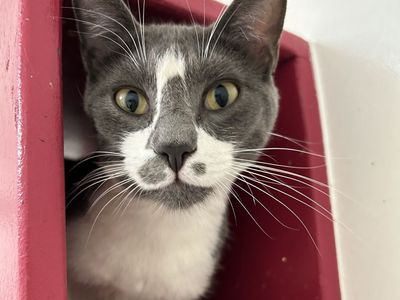 Hello my name is Mooshie