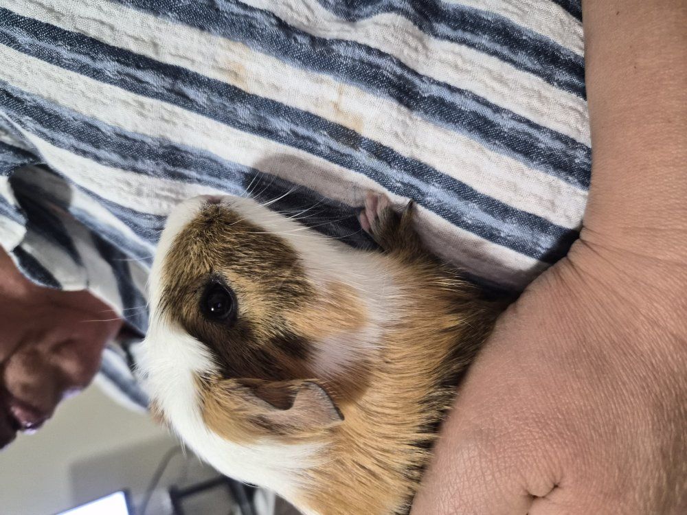 2 Male Guinea Pigs
