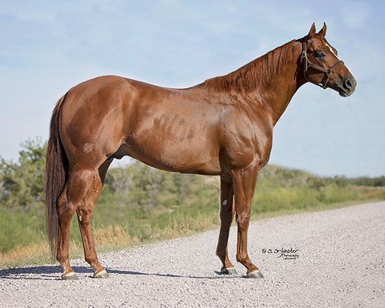 Breeding to Jesscuzican