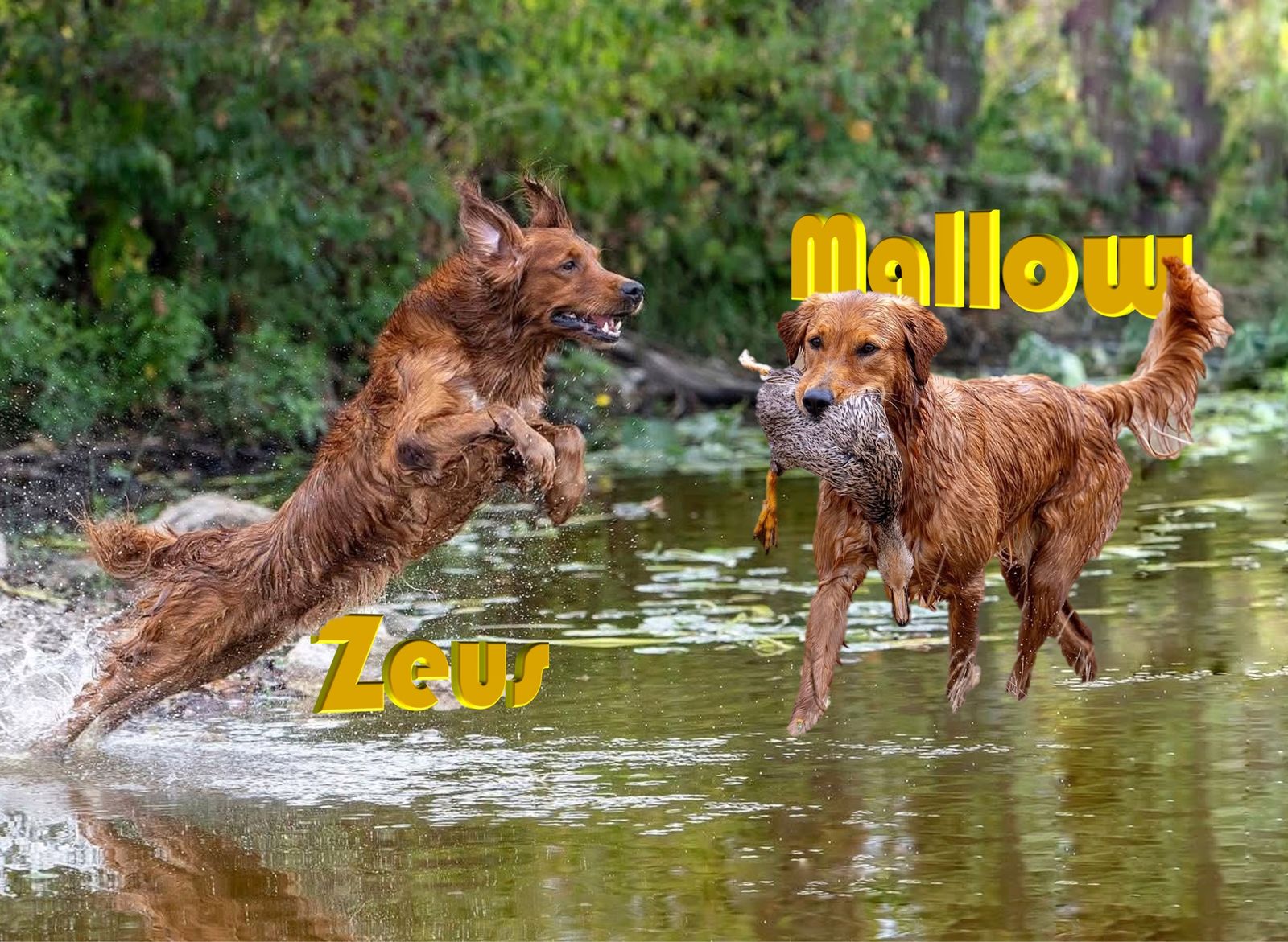 Field Golden Retrievers - Puppies