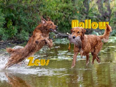 Field Golden Retrievers - Puppies