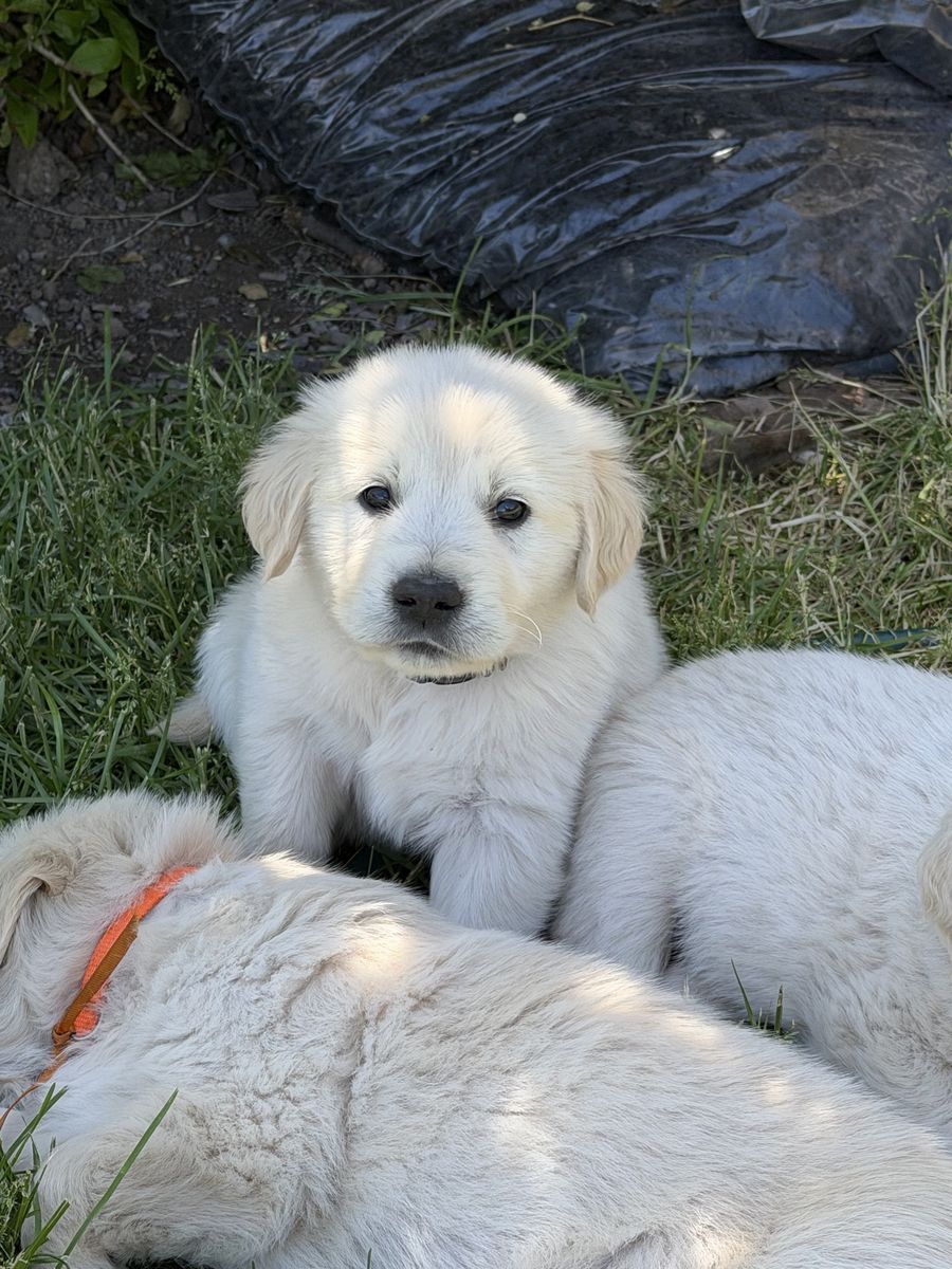 AKC English Golden Retriever Puppies