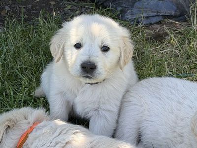 AKC English Golden Retriever Puppies