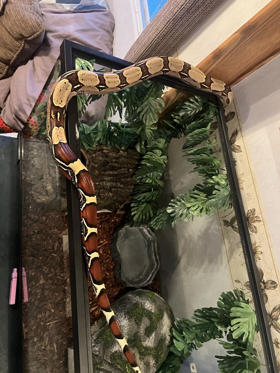 Red Tail, Boa, And Ball Python