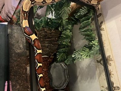 Red Tail, Boa, And Ball Python