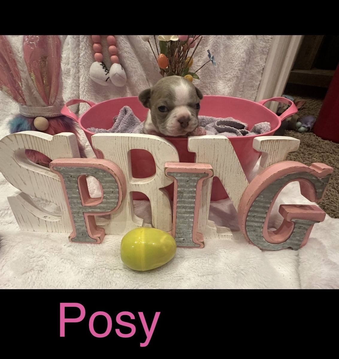 SPRING AKC BOSTON TERRIER BABIES ARE HERE!