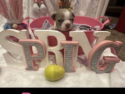 SPRING AKC BOSTON TERRIER BABIES ARE HERE!
