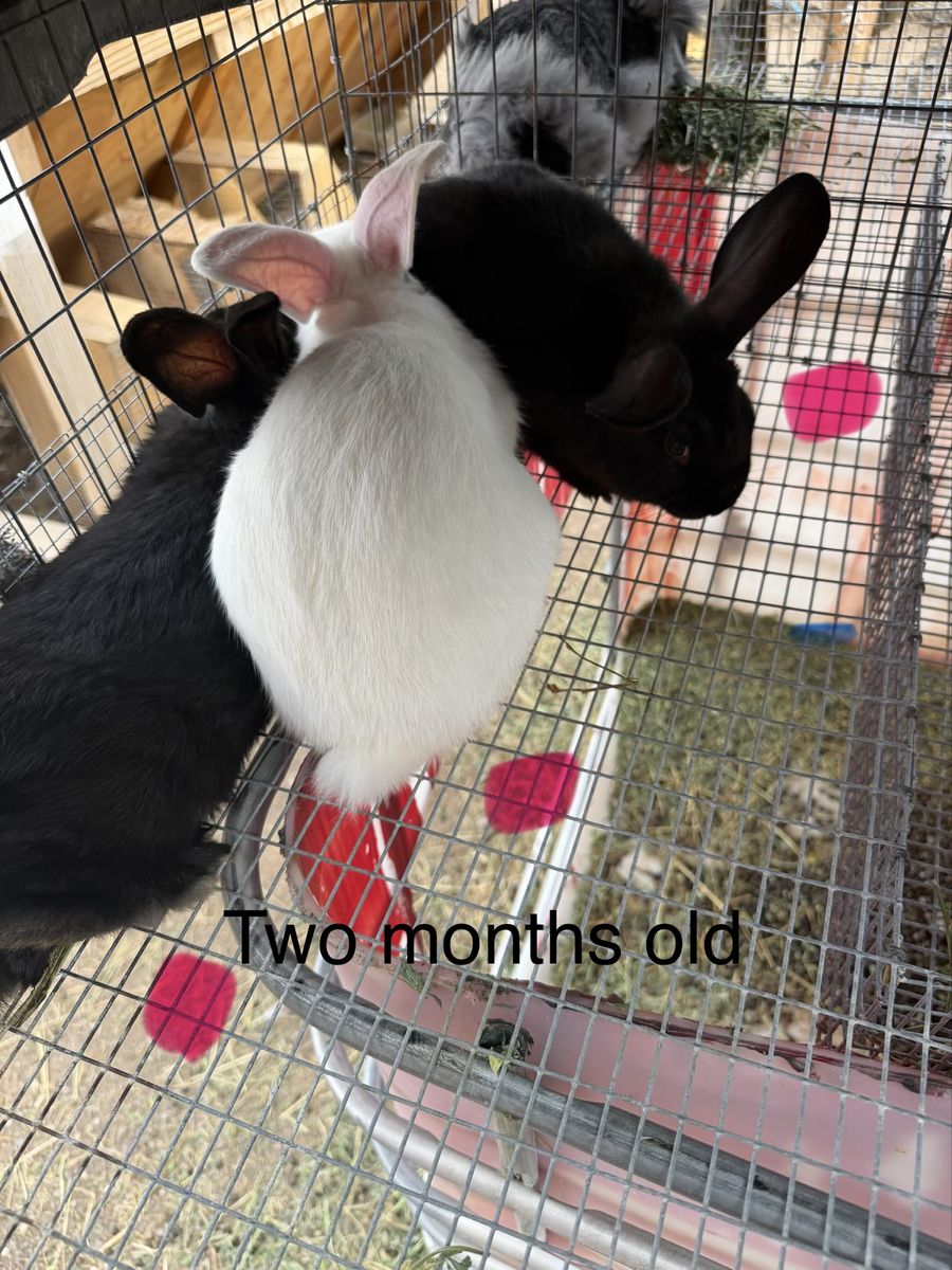 New Zealand Bunnies: 2-Year-Old Female, 4-Month & 3-Month-Old Males/Females