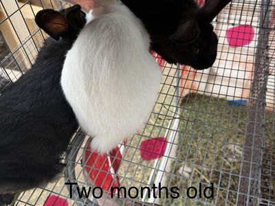 New Zealand Bunnies: 2-Year-Old Female, 4-Month & 3-Month-Old Males/Females