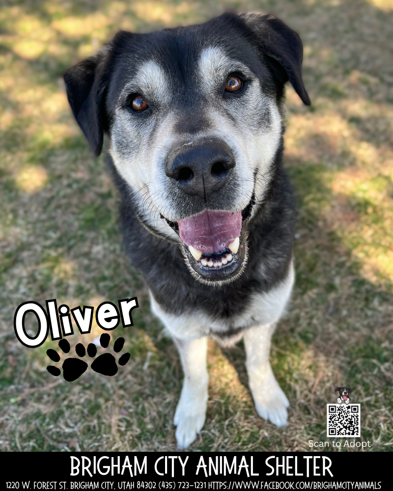 Sweet Oliver Needs a Home!