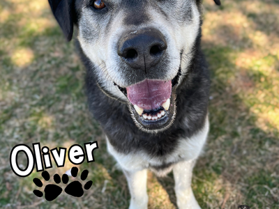 Sweet Oliver Needs a Home!