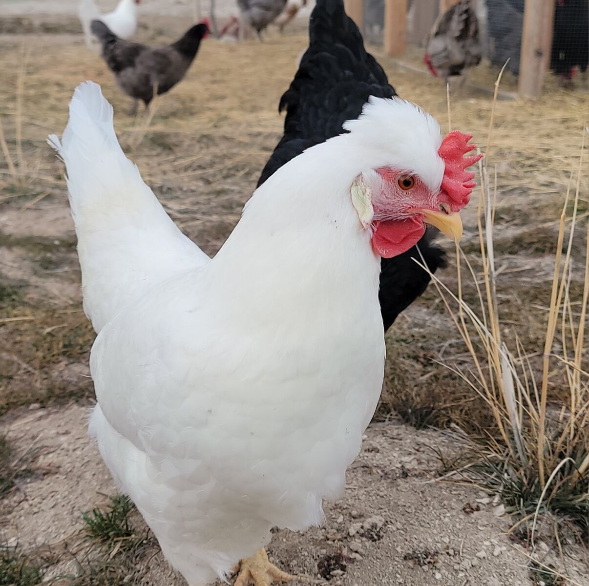 Frost White Legbar Hen for Sale!