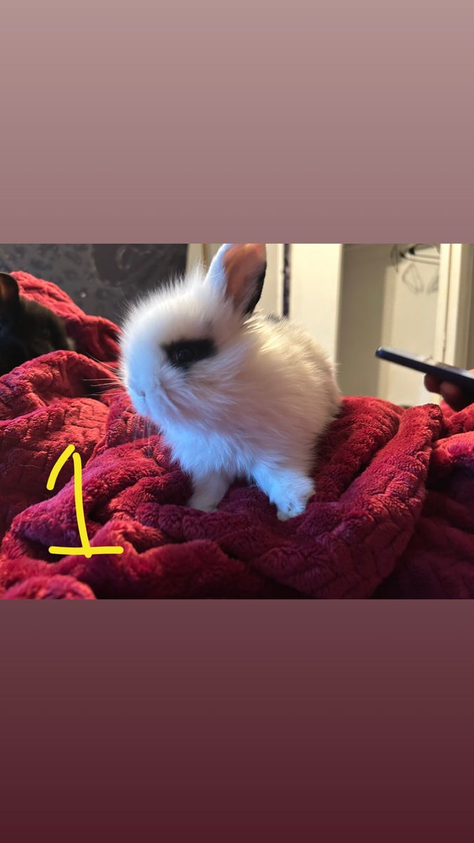 3 holland lop/lion head bunnies!!