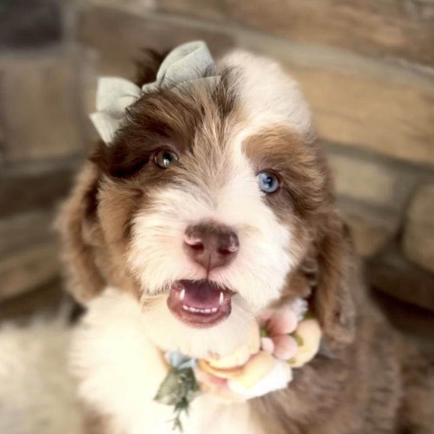 Bernedoodle