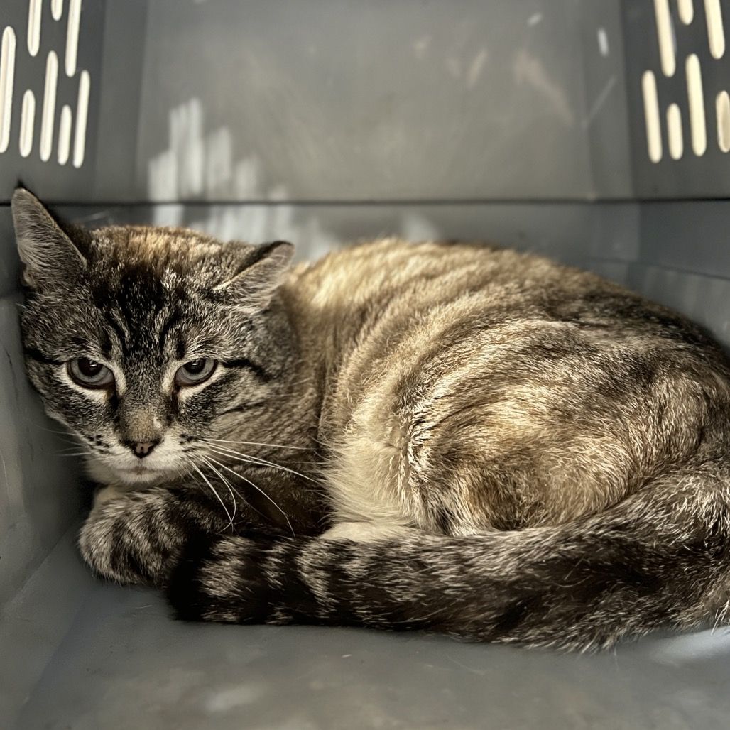 Hello my name is Quasar