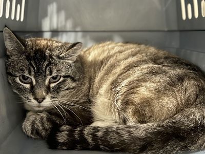 Hello my name is Quasar