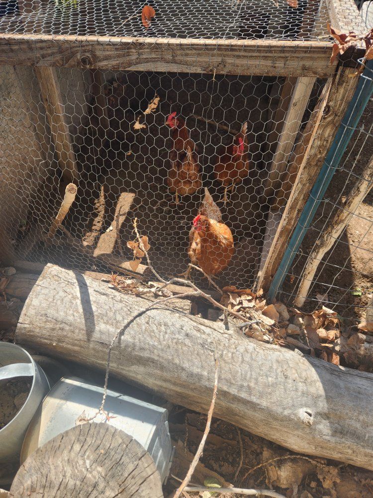 Young chickens, Supplies, Coop
