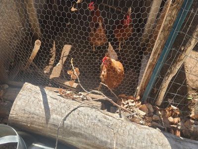 Young chickens, Supplies, Coop