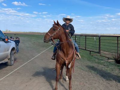 Beginner/kids rope/ranch horse anyone can ride