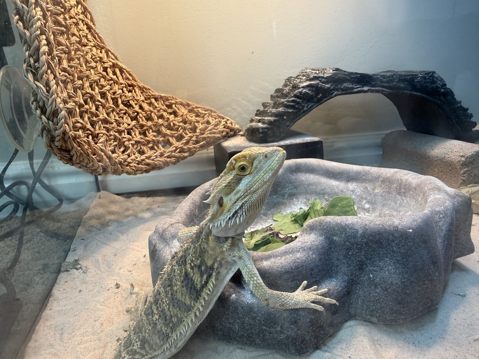 Female bearded dragon 