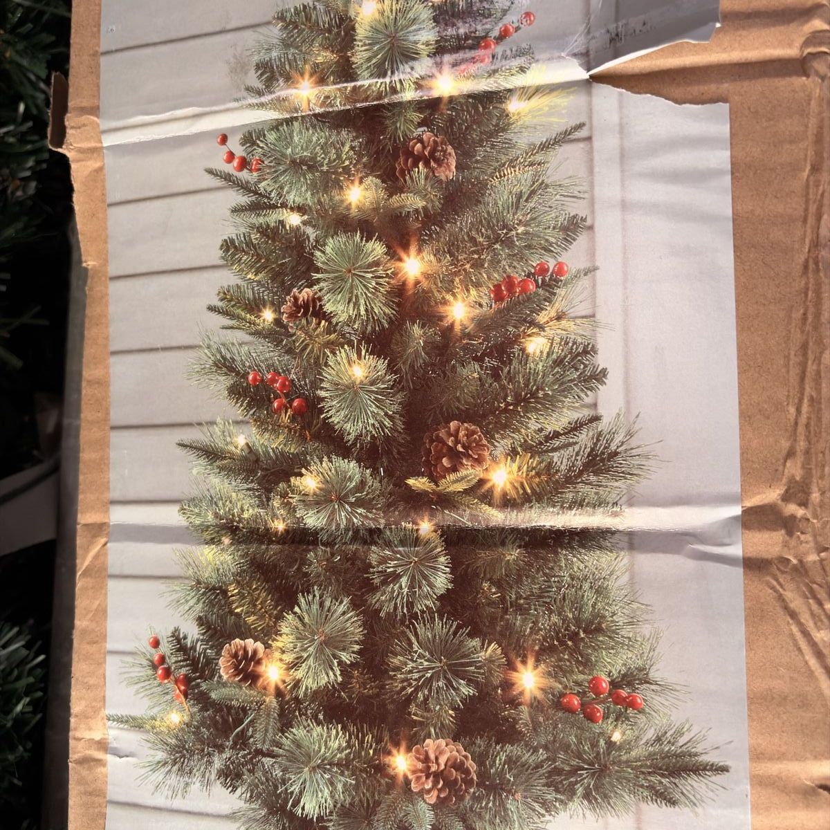 Several Christmas trees in good condition.
