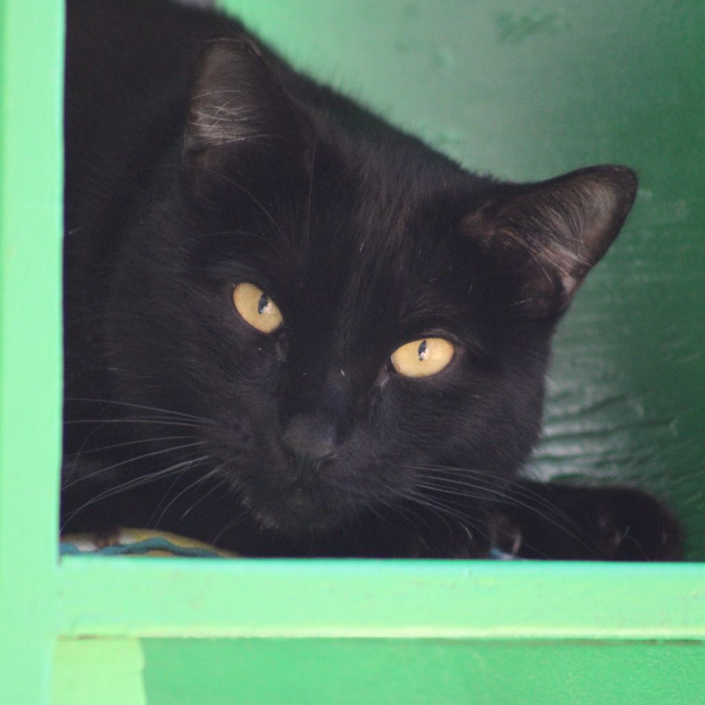 Hello my name is Pastry