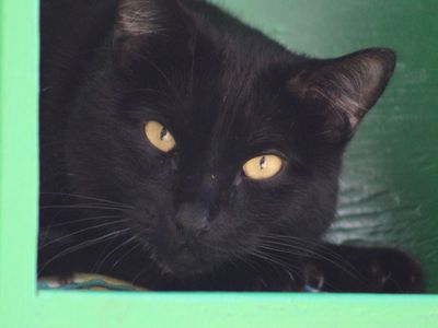 Hello my name is Pastry