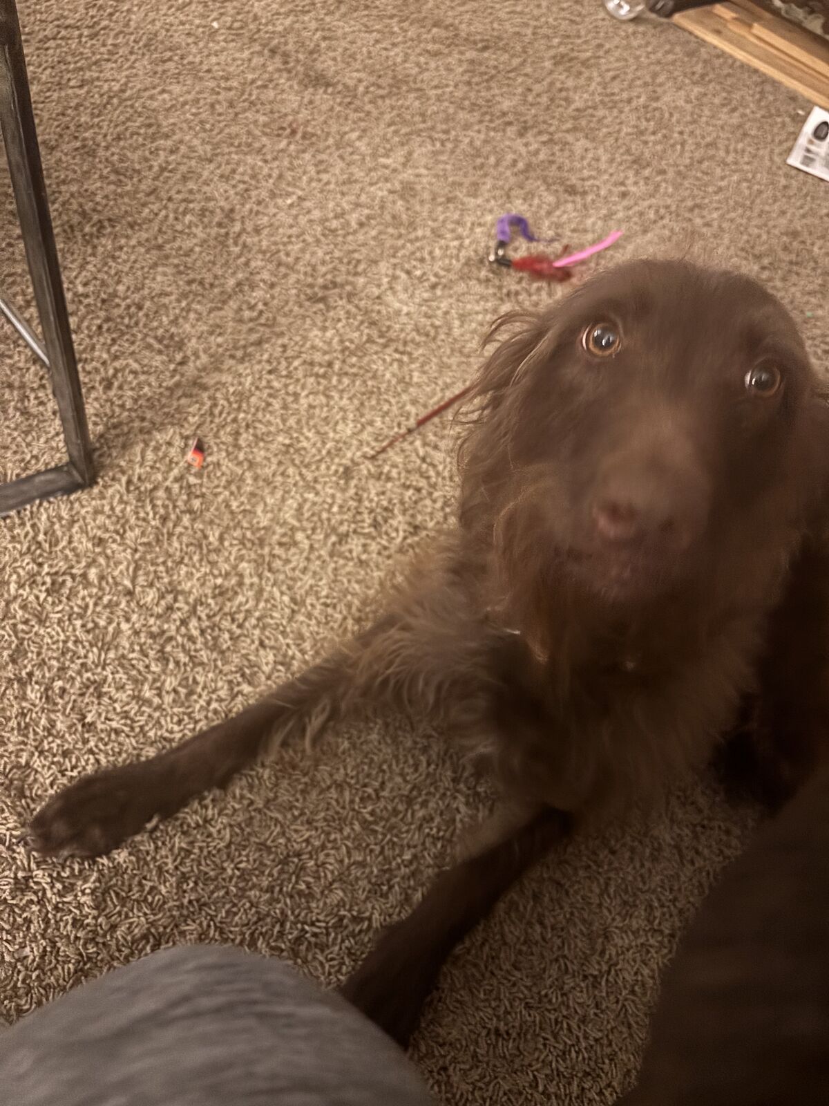 Golden Doodle/Lab mix for a good family