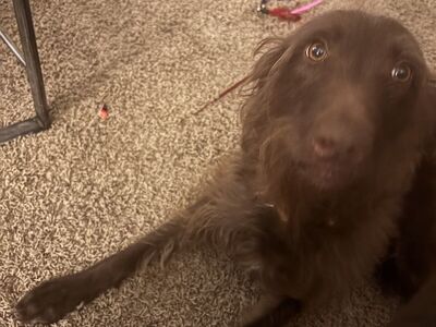 Golden Doodle/Lab mix for a good family