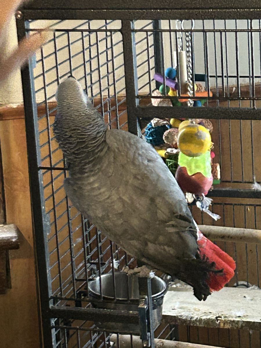African grey