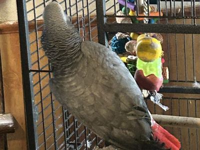 African grey
