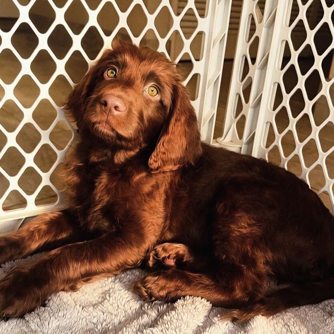 Female Labradoodle Puppies Ready Now | Vet Checked, Vaccinated + Microchipped