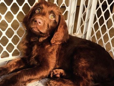 Female Labradoodle Puppies Ready Now | Vet Checked, Vaccinated + Microchipped